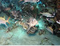 Pterois volitans Red lionfish front 5